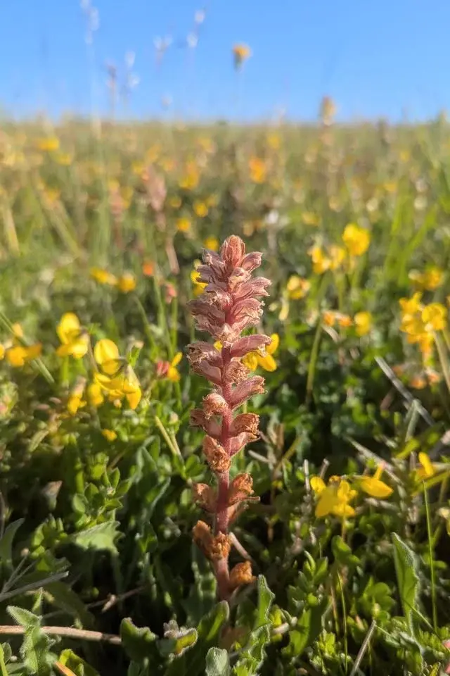 The Bizarre Habits of the Parasitic Plants of Portsdown Hill