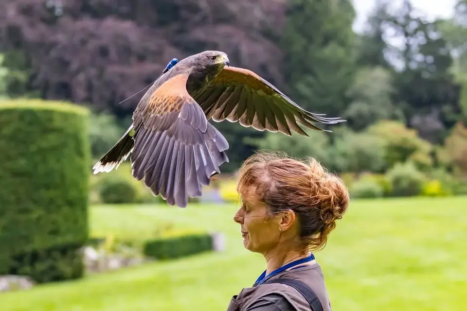 My life with birds of prey - a talk with Anita Ebdon 