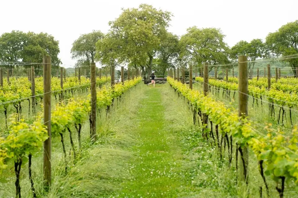 2026 Wine Run at Sakonnet Vineyards
