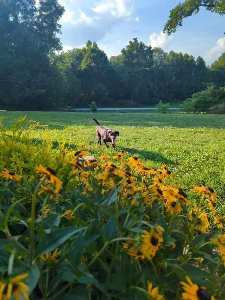 Dog Days of Summer 2026