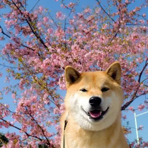 SHIBAPARAD på Körsbärsblommans dag