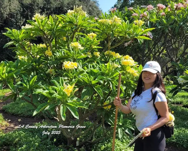 2026 Plumeria Festival