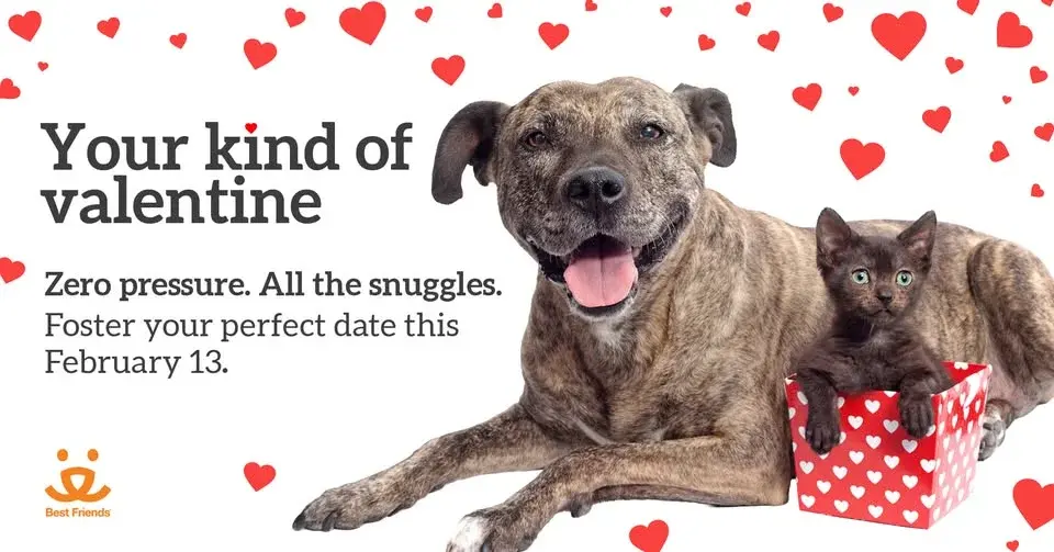 NYC - Valentine's Day Foster Pet Sleepover