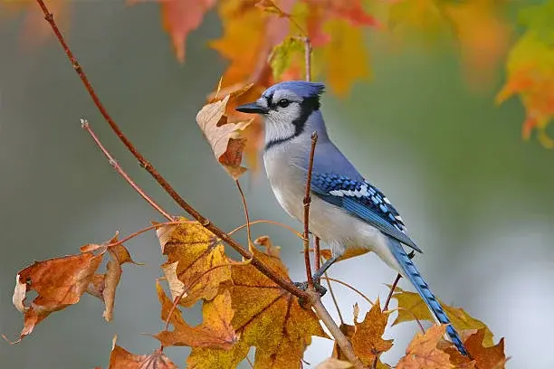 Almost Winter Bird Walk