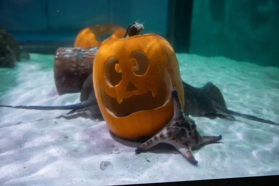 Spooky Seas