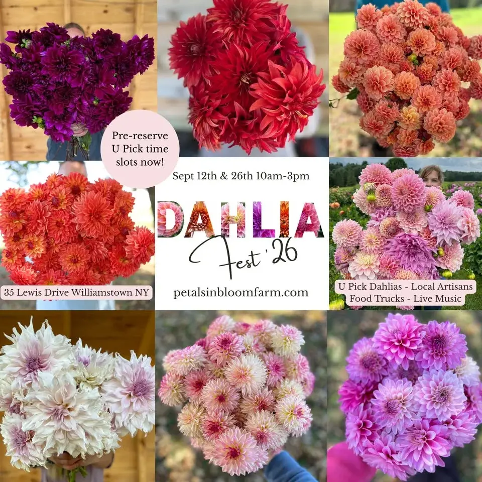 Dahlia Fest 2026 (Week 1)