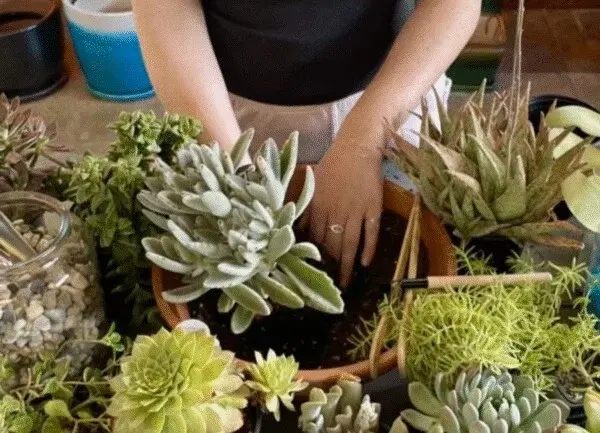 Sip & Succulent Workshop
