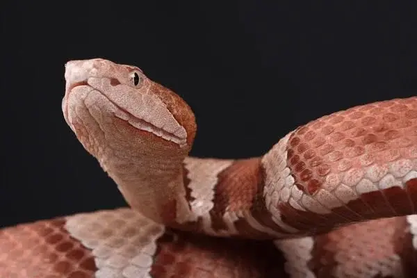 Venomous Snakes with Brian Kleinman, Owner, Riverside Reptiles Education Center, Enfield Connecticut