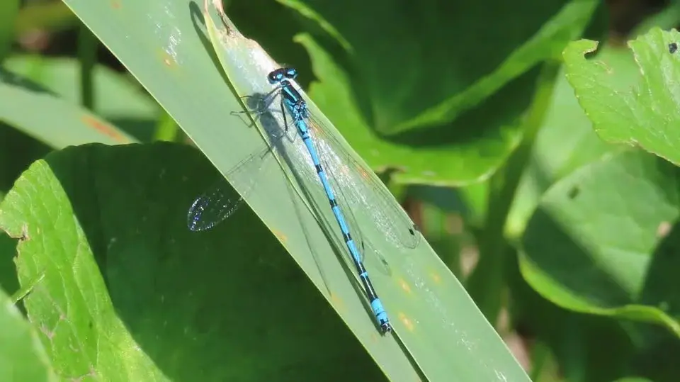 Nosey Nature Natter - Secrets of the Pond