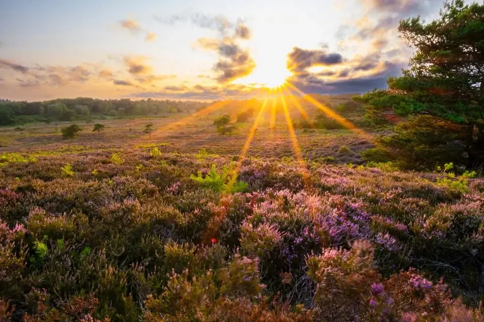 History Guided Walk at RSPB Arne