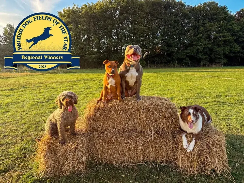 Dogfest 2026
