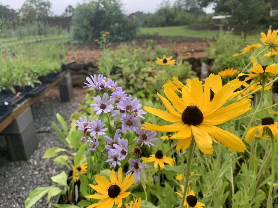 Blue Oak's Fall For Natives Plant Sale