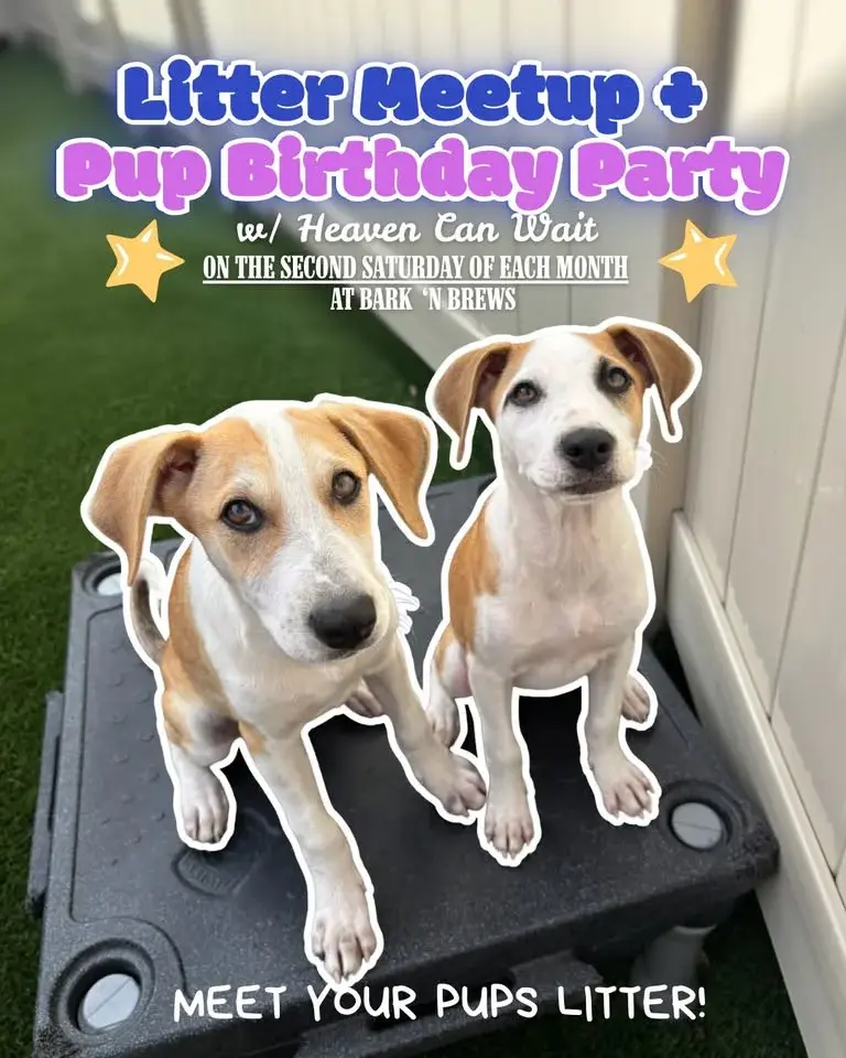 Pup Birthday/ Litter Meet Up w/Heaven Can Wait