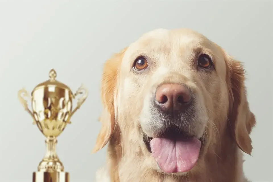 Mini Crufts Competition