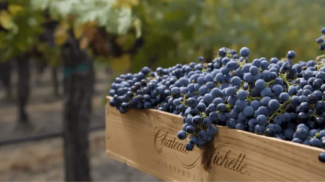 Lunchprovning med Chateu Ste Michelle