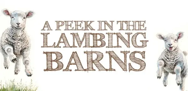 Lambing Live at Bodenham