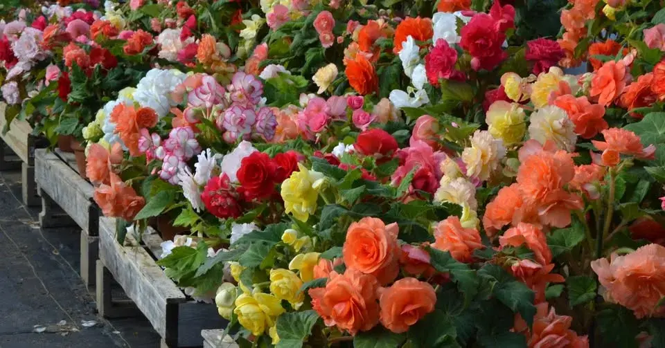 Garden Walks - Blackmore & Langdon Tuberous Begonias