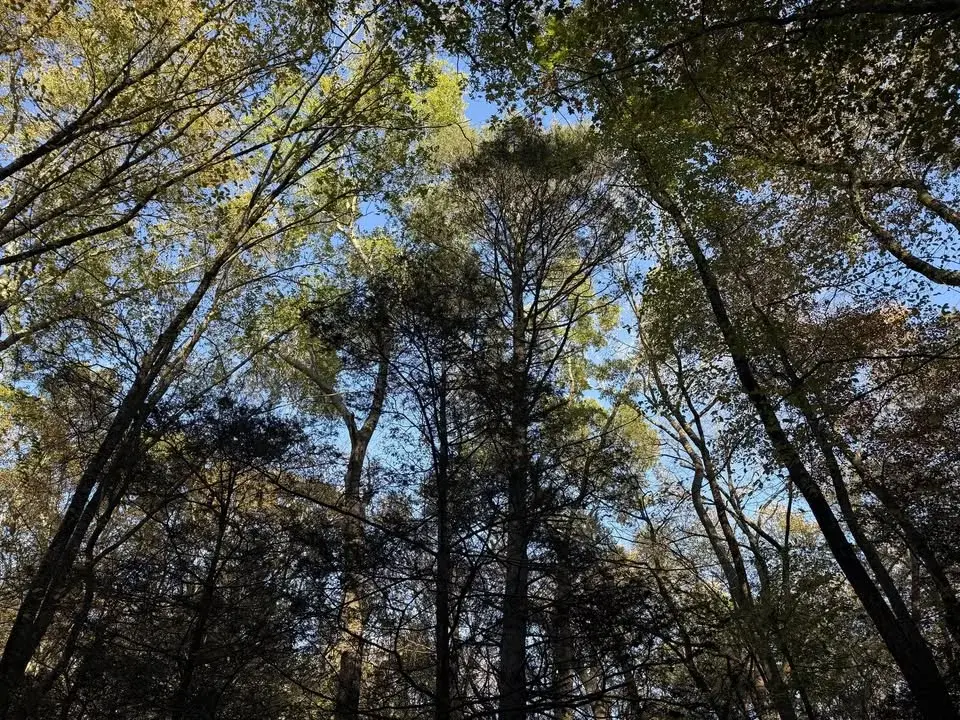 Winter Hike through MCF Woods