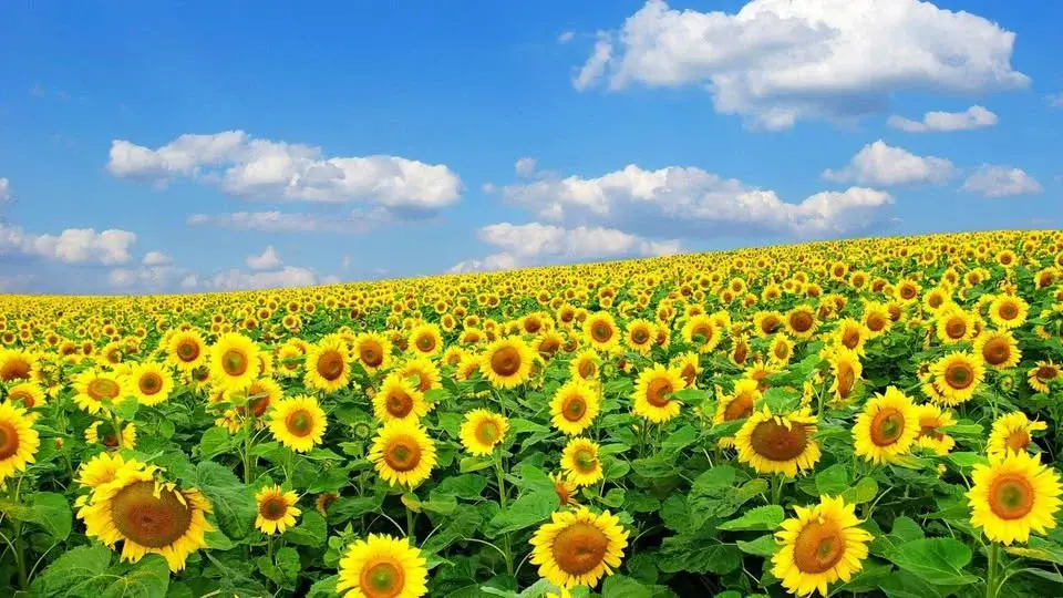 Totton Sunflowers WI 'Spring' Cake & Craft Fayre