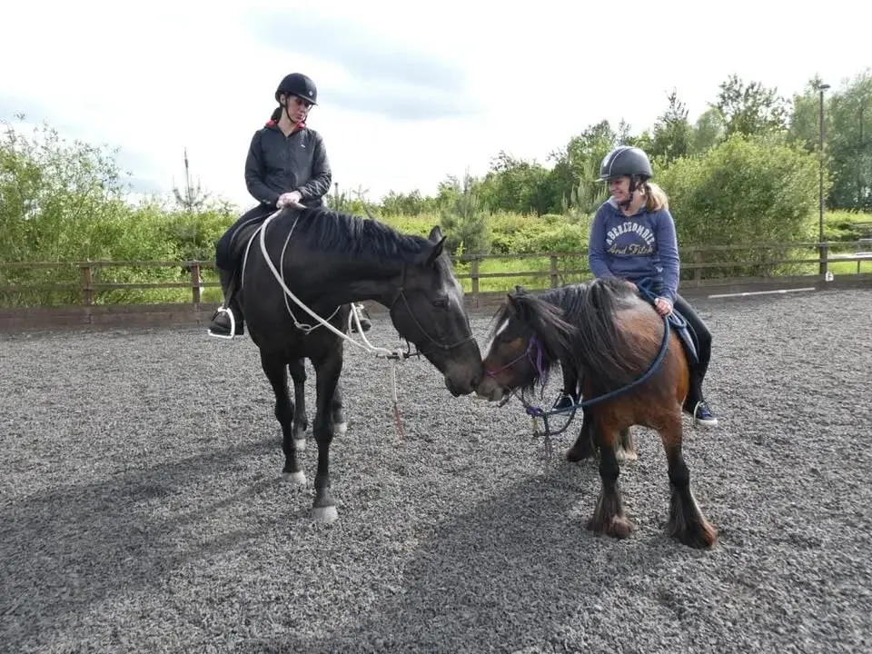 PARELLI LEVEL 2/3 CAMP with Rachel Shawyer