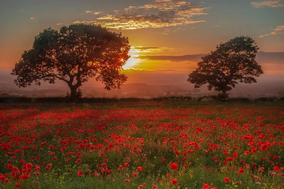 Remembrance Sunday 2026