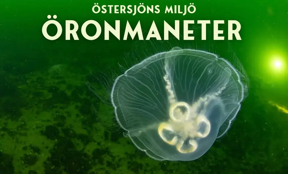 Östersjöns Miljö Öronmaneter