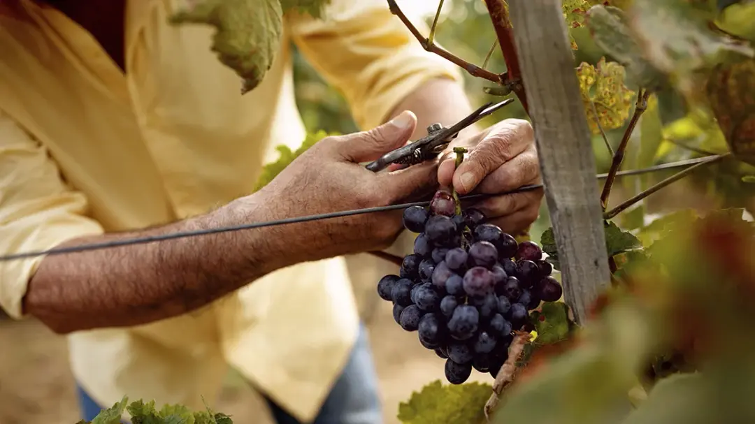Kend dine druer med H.J. Hansen Vin