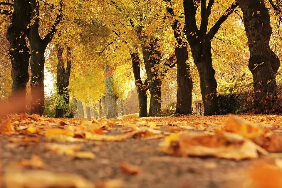 Café mortel - Automne 2026