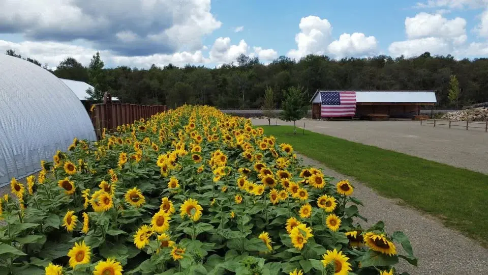 🌻2026 WSF Sunflower Festival🌻