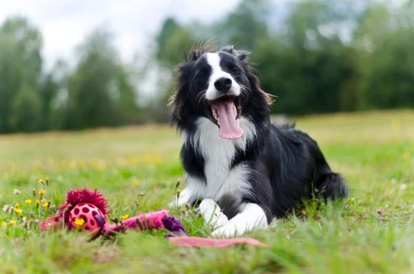 Friskvård för hund, föreläsning!