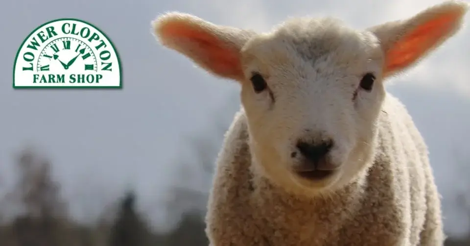 Lambing Event at Lower Clopton Farm Shop and Cafe