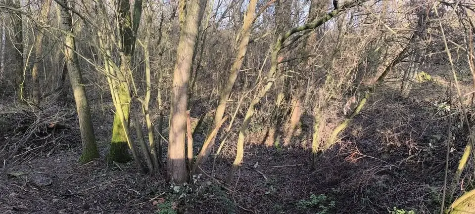 Nature Conservation Task - Leyton E10