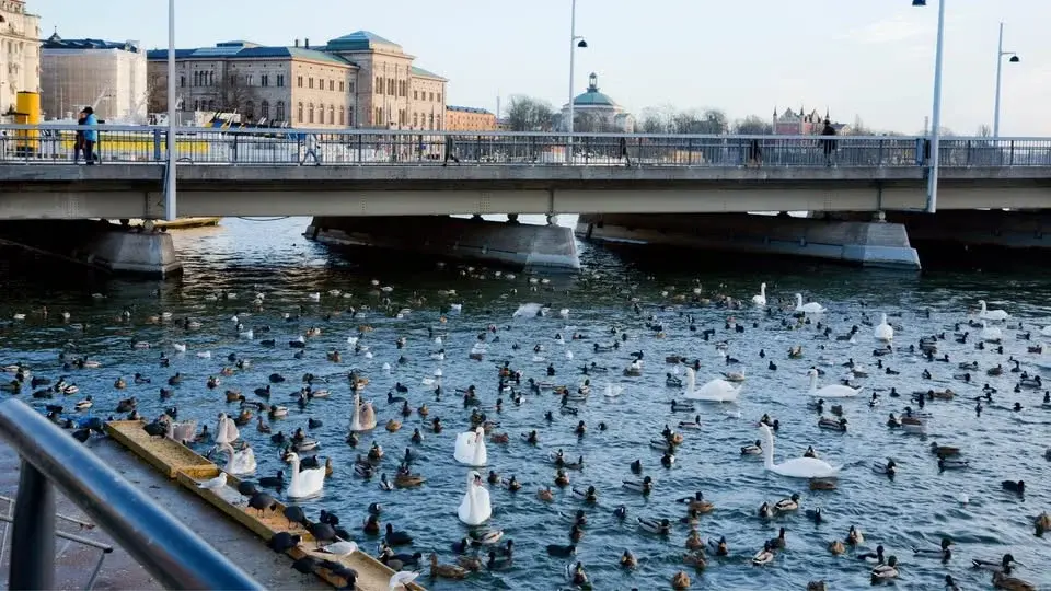 Fåglar vid Stockholms Ström