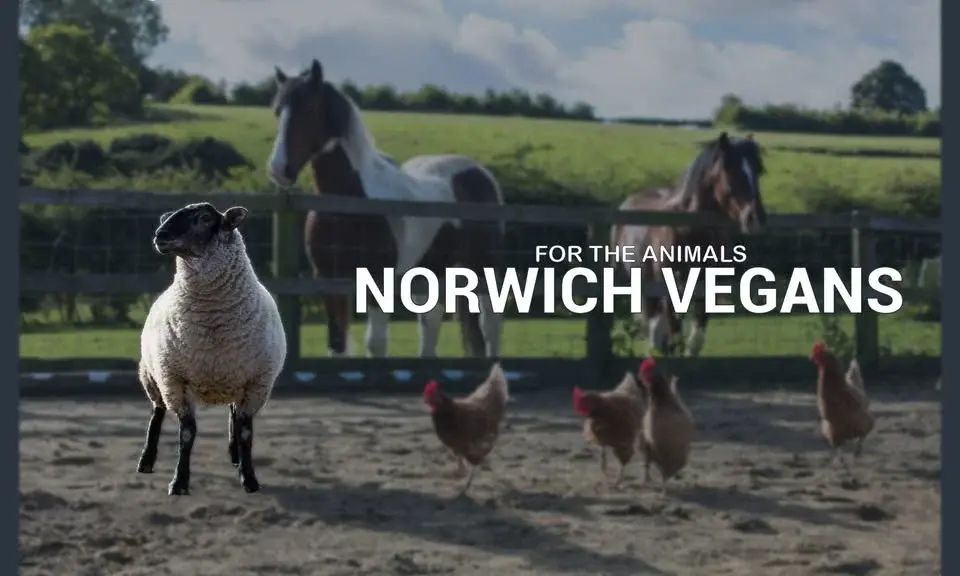 Norwich Vegans Christmas Market 