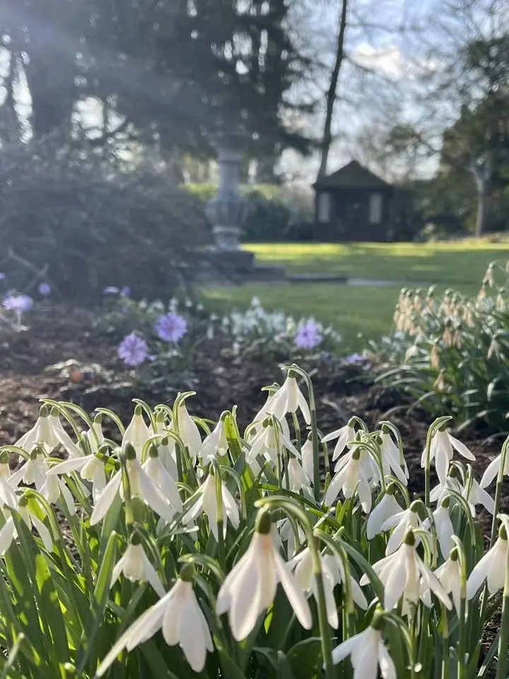 Snowdrop & Plant Fair At Great Comp Garden