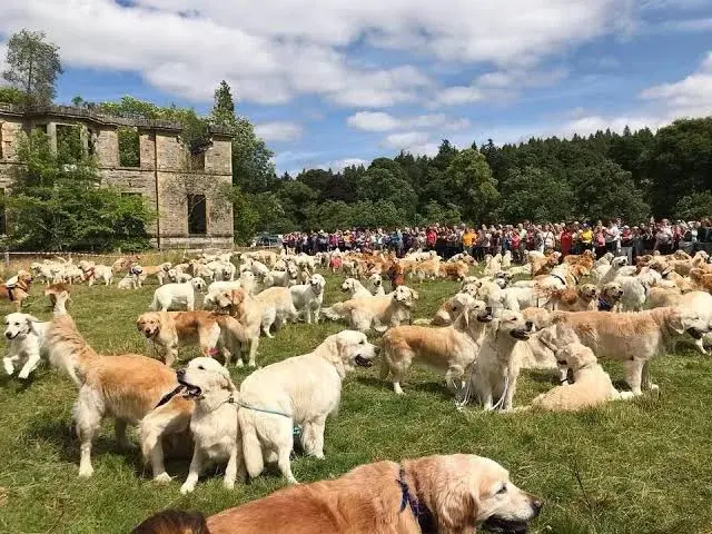 Golden retriever meet up