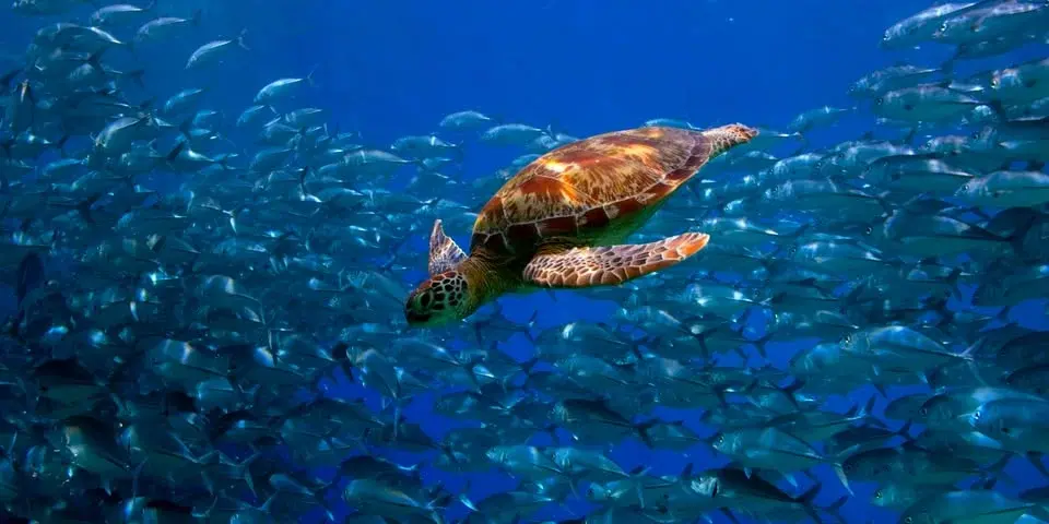 Hope for High Seas Conservation