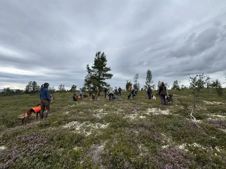2 dagers kurs for stående fuglehund med Mattias Westerlund 8. august