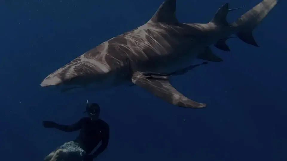 Sharks Tour & Trivia: The Depths Have Teeth
