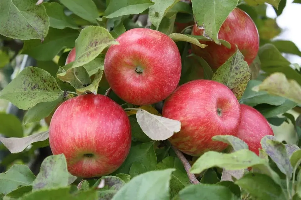 Annual Apple Festival