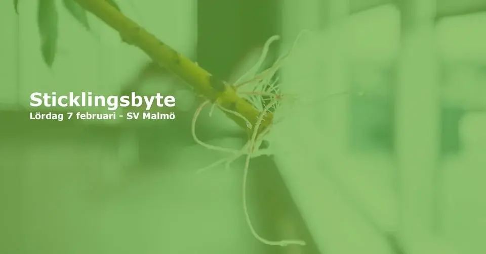 Sticklingsbyte hos Studieförbundet Vuxenskolan i Malmö