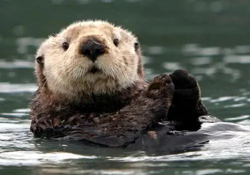Kayak with the Otters for Valentine's Day <3