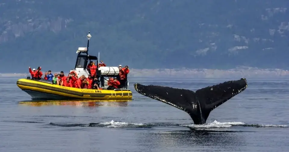 Weekend Tadoussac, baleines & Fjord! (3 jours)