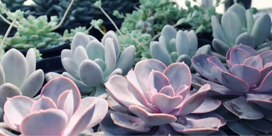Presentation: Succulents in Pots and in the Garden