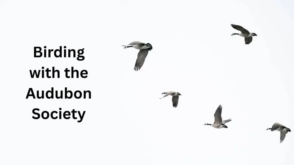Birding with the Audubon Society