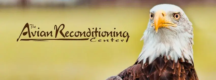 American Eagle Day