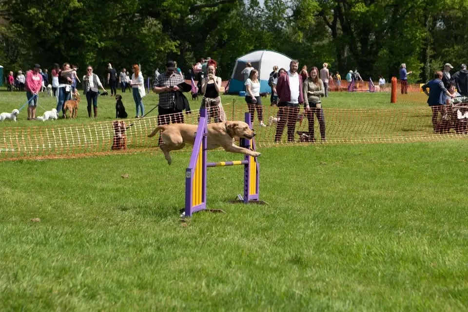 Dogs Day Out 2026