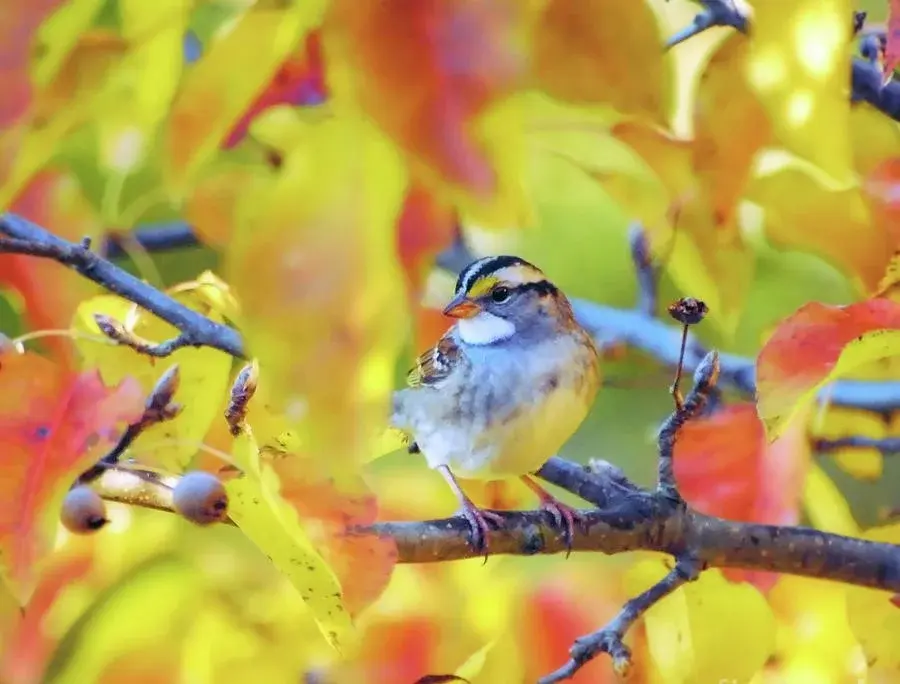  Fall Migration Bird Walk