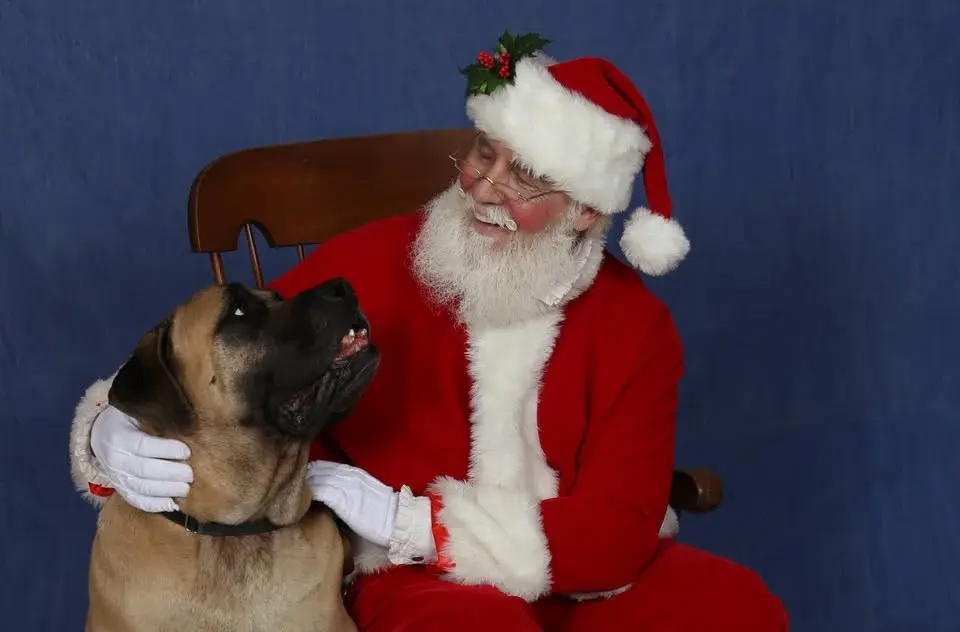 Winter Wonderland Santa Paws Pet Photos 