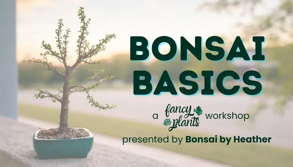 Bonsai Basics